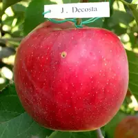 Яблука Джонаголд Декоста