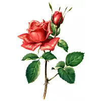 Питомник роз